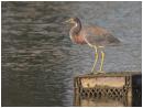 Tricolored Heron